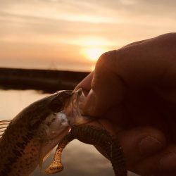 朝マヅメリベンジ
